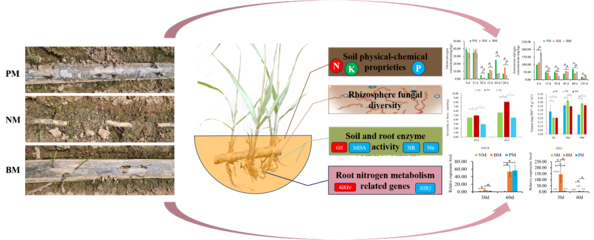 PBAT基全生物降解地膜能有效促進(jìn)甘蔗的營(yíng)養(yǎng)代謝和生長(zhǎng)